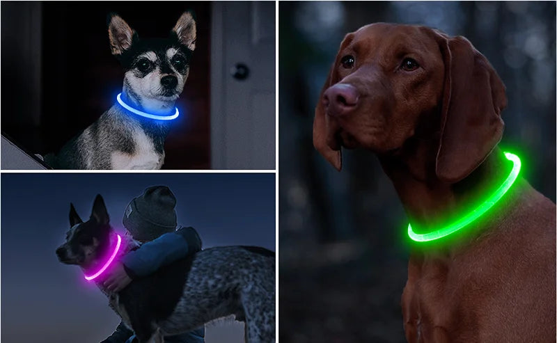 Led-hundehalsband Leuchtendes USB-Hundehalsband